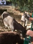Bild 28 von Oldtimer IG unterwegs: Oldtimer im Tierpark Nordhorn