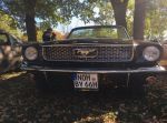 Bild 9 von Oldtimer IG unterwegs: Oldtimer im Tierpark Nordhorn