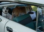 Bild 12 von Oldtimer am Alfsee - Treffen der Oldtimer IG Osnabrück e.V. am Alfsee am 01.09.2024