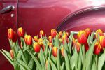 Bild 27 von Trau(m)wagen beim Blumenhof Budke