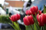Bild 29 von Trau(m)wagen beim Blumenhof Budke